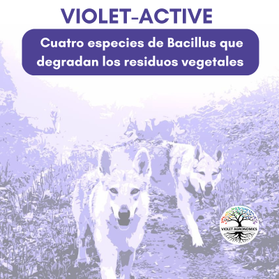 VIOLET ACTIVE
