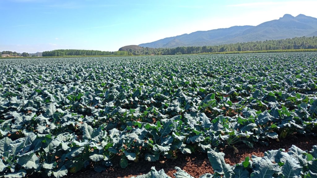 Campo con cultivo de pepino. Violet Agronomics realiza tratamiento de purines con fertilizantes