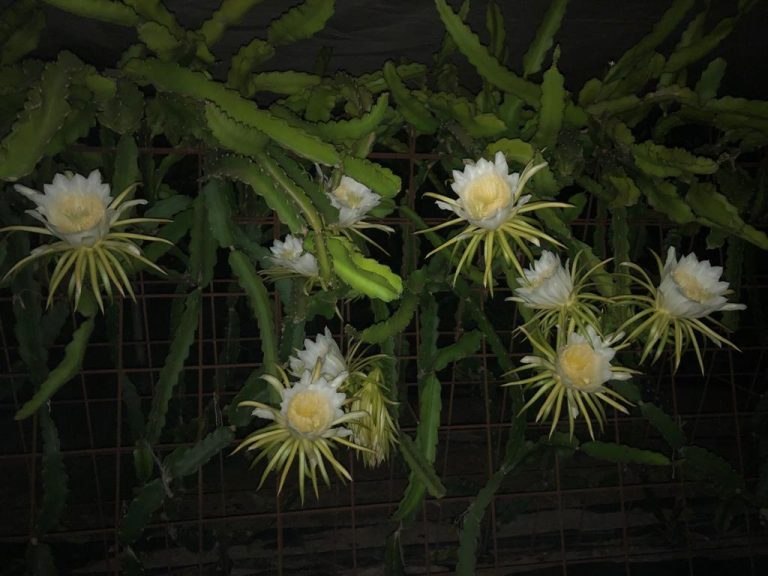 Flores blancas de plantas Pitahaya. Cultivo tratado con activador biológico de Violet Agronomics