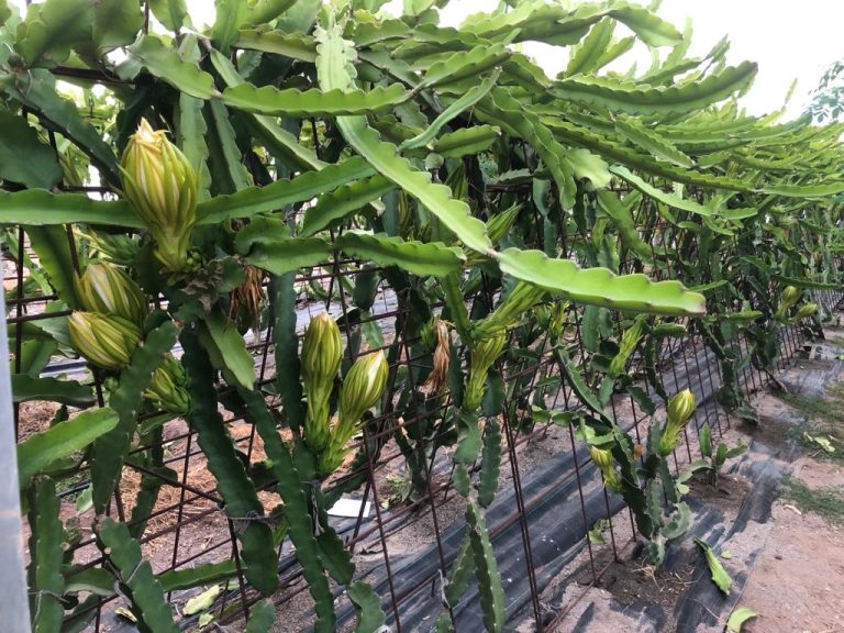 Cultivo planta de Pitahaya. Cultivo tratado con fertilizantes líquidos de Violet Agronomics
