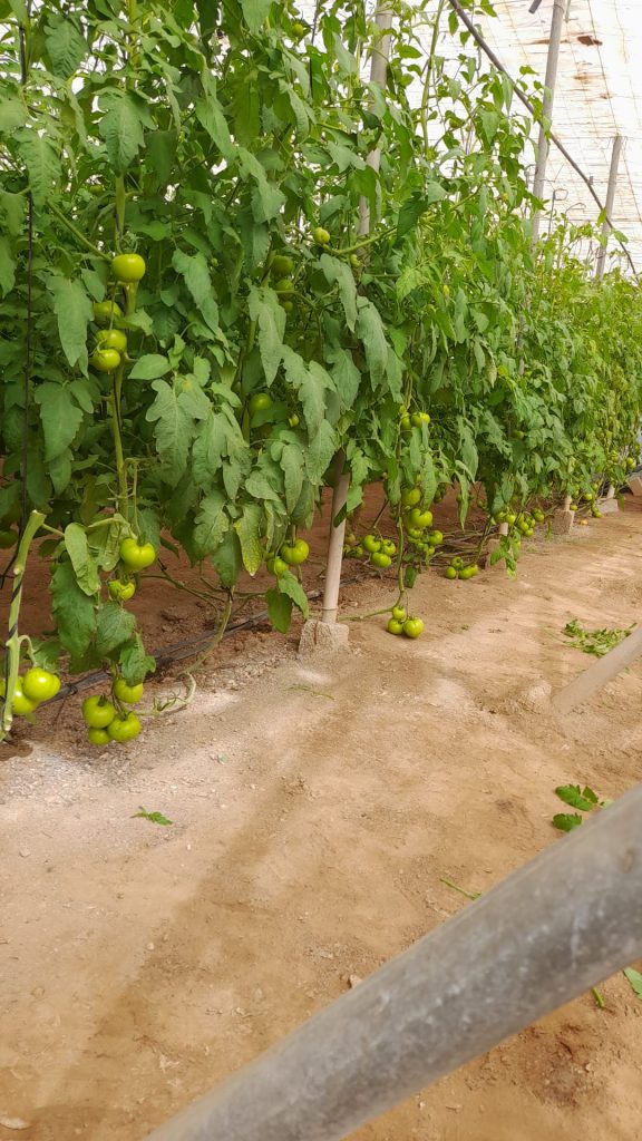 Plantas de tomate con tomates verdes. Cultivo sostenible con biofertilizantes de Violet Agronomics